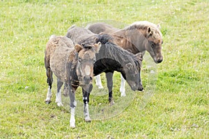 Three Shetland Pony Foals standing on the grass in the Shetlands