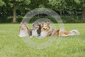 Three shetland sheepdogs lying down in a grass field