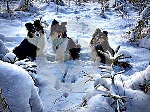 Three Shetland Sheepdogs in the snow