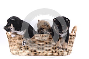 Three Shiba dogs in the basket. Japanese dog