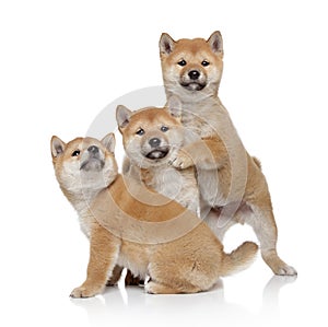 Three Shiba inu puppies