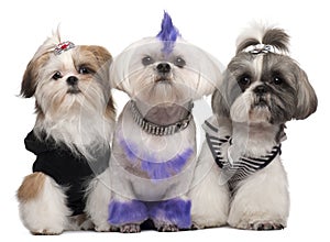 Three Shih Tzus dressed up