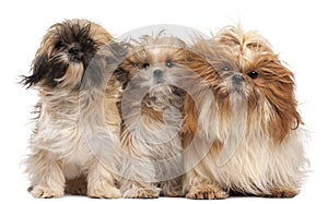 Three Shih-tzus with windblown hair