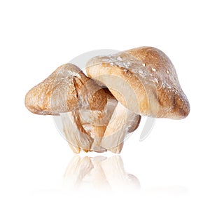 Three shiitake mushrooms Lentinula edodes close-up on a white background