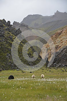 Three ships in Iceland