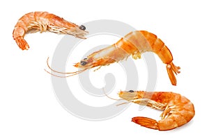Three shrimps