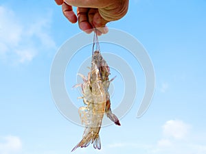 Three shrimps