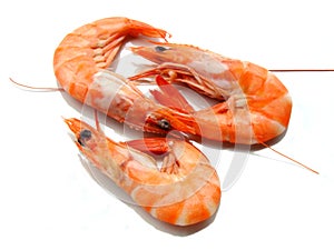 Three shrimps photo