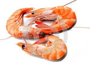 Three shrimps