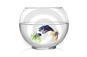 Three Siamese fighting fish in fish bowl , in front of white background