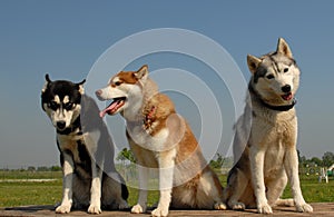 Three siberian huskies