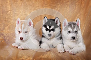 Three siberian husky puppies