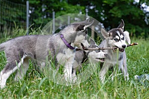 Three siberian husky puppies playing with a stick