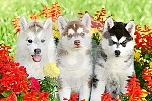 Three Siberian husky puppy on grass
