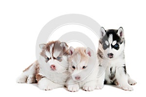 Three Siberian husky puppy isolated