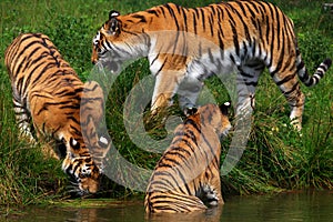 Three Siberian tigers