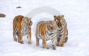 Three Siberian tigers are walking in a snowy glade. China. Harbin. Mudanjiang province. Hengdaohezi park. Siberian Tiger Park.