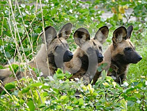 Three sibling wild dog group resting against green backdrop