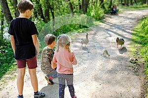 Three siblings kids, Cute little toddler girl and two school boys feeding wild geese family in a forest park. Happy