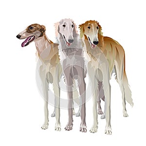 Three sighthound dogs
