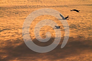 Three silhouette of migrating crane Grus grus ower clouds