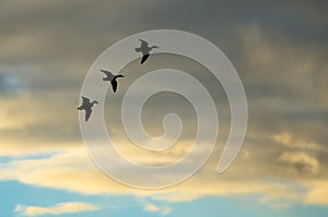 Three Silhouetted Ducks Flying in the Sunset Sky