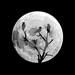 Three silhouettes of ravens on a background of the moon