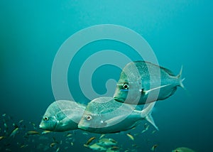 Three silver slinger fish swimming together. photo