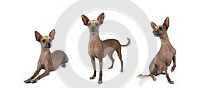 Three similar Xoloitzcuintli dogs isolated on white