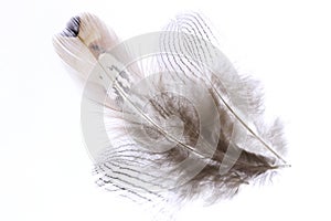 Three single elegance isolated pheasant feathers. Macro close-up