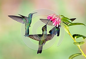 Three Single Lesser Violetear or mountain violet-ear battle over the nectar of the flower