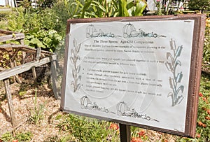 Three sisters garden and interpretive sign in vegetable garden