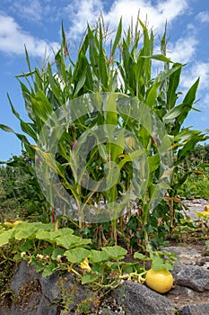 Three sisters garden. Planting corn, squash and beans together