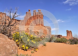 Three Sisters rock and yellow flowers