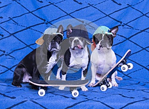 Three Skate Boarders