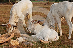 Three skinny white Cambodian cow. Countryside landscape in Kampot Province in southern Cambodia, Asia. A group of cows