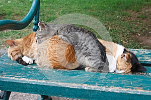 Three sleeping cat on the bench. Outdoors
