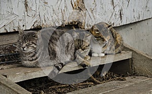 Three sleeping cats