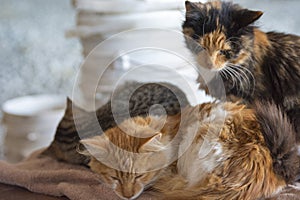 Three Sleeping Kittens Kitties Orange Tabby Calico