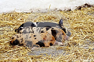 Three sleeping piglets