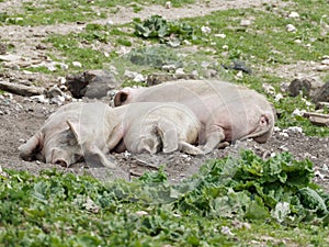 Three sleeping Pigs