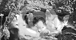 Three sleepy kitten in black and white