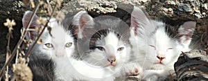 Three Sleepy Kittens in the sun