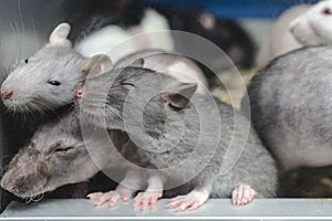 Three sleepy rats behind glass