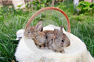 Three small and beautiful bunnies