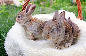 Three small and beautiful bunnies