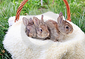 Three small and beautiful bunnies