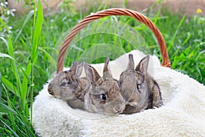 Three small and beautiful bunnies