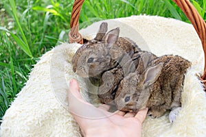 Three small and beautiful bunnies