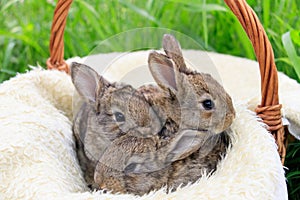 Three small and beautiful bunnies